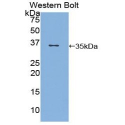 Antigen-Presenting Glycoprotein CD1d (CD1D) Antibody