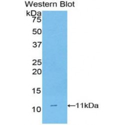 Cluster of Differentiation 3d (CD3D) Antibody