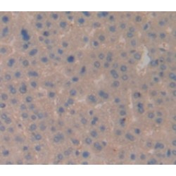 Cluster of Differentiation 3d (CD3D) Antibody