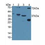 Western blot analysis of (1) Human Serum, (2) Mouse Brain Tissue, (3) Mouse Kidney Tissue and (4) Rat Serum.