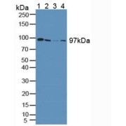 Western blot analysis of (1) Human Liver Tissue, (2) Human HepG2 Cells, (3) Human HeLa cells and (4) Human 293T Cells.