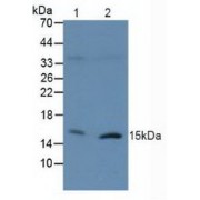 Western blot analysis of (1) Human 293T Cells and (2) Human Raji Cells.