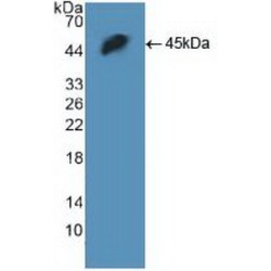 H2A Histone Family, Member X (H2AFX) Antibody