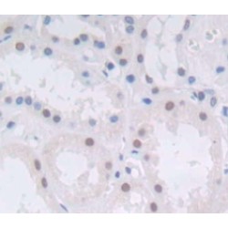 H2A Histone Family, Member X (H2AFX) Antibody