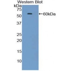 Heat Shock 70 kDa Protein 1A (HSPA1A) Antibody