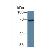 Western blot analysis of Cow Cerebrum lysate, using Cow HSPA1A Antibody (1 µg/ml) and HRP-conjugated Goat Anti-Rabbit antibody (<a href="https://www.abbexa.com/index.php?route=product/search&amp;search=abx400043" target="_blank">abx400043</a>, 0.2 µg/ml).