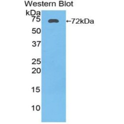 Heat Shock 70 kDa Protein 1A (HSPA1A) Antibody