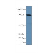 Western blot analysis of Human HepG2 cell lysate, using Mouse HSPA1B Antibody (2 µg/ml) and HRP-conjugated Goat Anti-Rabbit antibody (<a href="https://www.abbexa.com/index.php?route=product/search&amp;search=abx400043" target="_blank">abx400043</a>, 0.2 µg/ml).