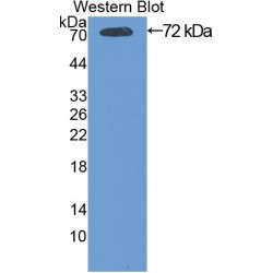 Heat Shock 70 kDa Protein 1B (HSPA1B) Antibody