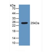 Western blot analysis of recombinant Human HMG1.