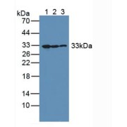 Western blot analysis of (1) Human K562 Cells, (2) Human HeLa cells and (3) Human Liver Tissue.