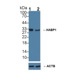 Complement C1q Binding Protein (C1QBP) Antibody