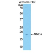 Western blot analysis of recombinant Mouse IDO2 Protein.