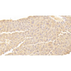 Indoleamine-2,3-Dioxygenase 2 (IDO2) Antibody