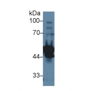 Western blot analysis of Rat Testis lysate, using Rat LYAR Antibody (1 µg/ml) and HRP-conjugated Goat Anti-Rabbit antibody (<a href="https://www.abbexa.com/index.php?route=product/search&amp;search=abx400043" target="_blank">abx400043</a>, 0.2 µg/ml).