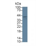 Western blot analysis of Mouse Small intestine lysate, using Human LOXL3 Antibody (5 µg/ml) and HRP-conjugated Goat Anti-Rabbit antibody (<a href="https://www.abbexa.com/index.php?route=product/search&amp;search=abx400043" target="_blank">abx400043</a>, 0.2 µg/ml).