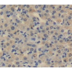 Lysyl Oxidase Like Protein 3 (LOXL3) Antibody