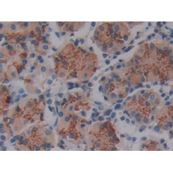 Lysyl Oxidase Like Protein 4 (LOXL4) Antibody