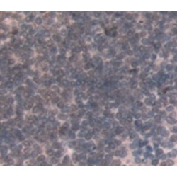 N-Methylpurine DNA Glycosylase (MPG) Antibody