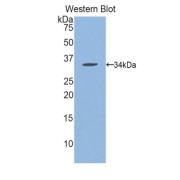 Western blot analysis of the recombinant protein.