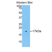 Western blot analysis of the recombinant protein.