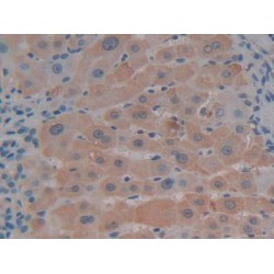 Stromal Cell-Derived Factor 1 / SDF1 (CXCL12) Antibody