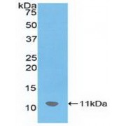 Western blot analysis of recombinant Mouse SDF1.