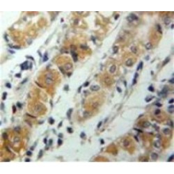 C-X-C Motif Chemokine 17 (CXCL17) Antibody