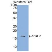 Western blot analysis of the recombinant protein.