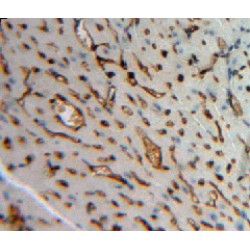 Angiopoietin-Related Protein 1 (ANGPTL1) Antibody