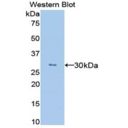 Western blot analysis of the recombinant protein.