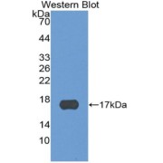 Western blot analysis of the recombinant protein.