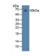 Western blot analysis of Mouse Serum.