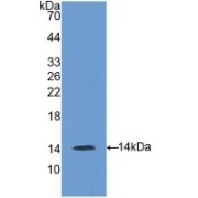 Western blot analysis of recombinant Mouse Pro-GNRH1.