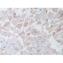 Progonadoliberin 1 (GNRH1) Antibody