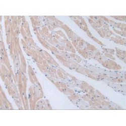 Progonadoliberin 1 (GNRH1) Antibody