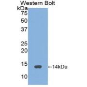 Western blot analysis of the recombinant protein.