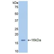 Western blot analysis of recombinant Human CXCL2.