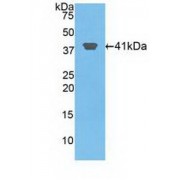 Western blot analysis of recombinant Human HIST2H2AA3.