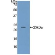 Western blot analysis of recombinant Mouse Iga.