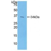 Western blot analysis of recombinant Mouse IRF4.