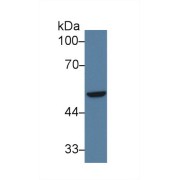 Western blot analysis of Human A549 cell lysate, using Human IRF6 Antibody (3 µg/ml) and HRP-conjugated Goat Anti-Rabbit antibody (<a href="https://www.abbexa.com/index.php?route=product/search&amp;search=abx400043" target="_blank">abx400043</a>, 0.2 µg/ml).