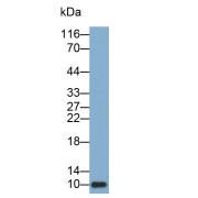 Western blot analysis of recombinant Mouse MCP3 using Monocyte Chemotactic Protein 3 (MCP3) Antibody.