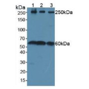 Western blot analysis of (1) Rat Brain Tissue, (2) Mouse Brain Tissue and (3) Porcine Brain Tissue.