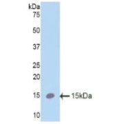 Western blot analysis of recombinant Mouse SPC.