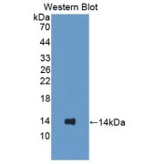 Western blot analysis of the recombinant protein.