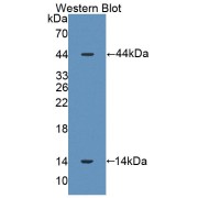 Western blot analysis of the recombinant protein.