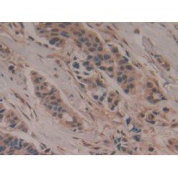 OX-2 Membrane Glycoprotein (CD200) Antibody