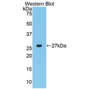 Western blot analysis of the recombinant protein.