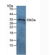 Western blot analysis of Sheep Brain Tissue.